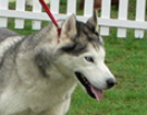 Siberian Husky - Wystawy