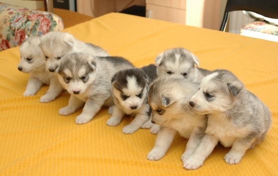 siberian husky - szczeniaki hodowla Nektar Północy