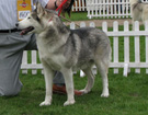 Siberian Husky - Wystawy