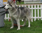 Siberian Husky - Wystawy