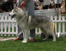 Siberian Husky - Wystawy