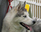 Siberian Husky - Wystawy