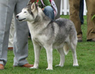 Siberian Husky - Wystawy