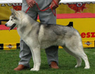 Siberian Husky - Wystawy