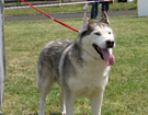 Siberian Husky - Wystawy