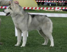 Siberian Husky - Wystawy