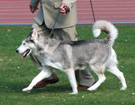 Siberian Husky - Wystawy