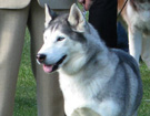 Siberian Husky - Wystawy