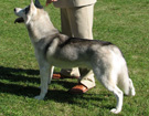 Siberian Husky - Wystawy