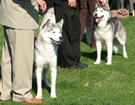 Siberian Husky - Wystawy