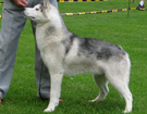 Siberian Husky - Wystawy