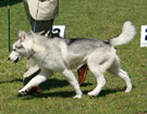 Siberian Husky - Wystawy