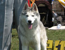 Siberian Husky - Wystawy